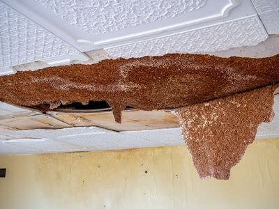 Professional water damage restoration services in Calgary